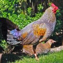 회색야계: Grey junglefowl : Gallus sonneratii Temminck, 1813 ( 번역) 이미지