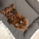 으라차차멍 이미지