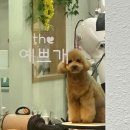 #the예쁘개 이미지