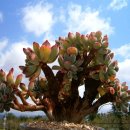 보물단지 이미지