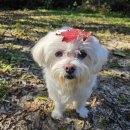 고려애견 이미지