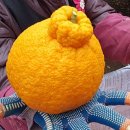 해서네농장 이미지