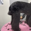 모모 애견미용 이미지