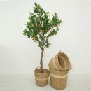 아침향기 이미지