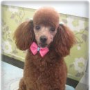 이쁜포리 이미지