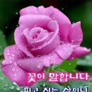 빈 꽃병의 말 이해인 이미지