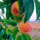 삼주세탁소 이미지