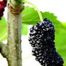 덕례농장 이미지