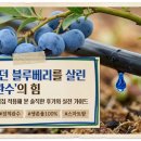 수동농장 | 죽어가는 블루베리도 살리는 '점적 관수'의 마법:실제 농장 적용 후기 및 실전 가이드