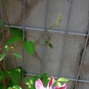 클레마티스 이미지