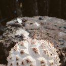 봄맞이 표고농장 이미지