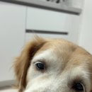 꼬소한댕 이미지