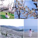 270-3069 | 전남 고흥 가볼만한곳 봄 여행 매실농장 매화꽃 1박2일 코스