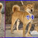 맹호 이미지