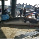 동해-단속-28 이미지