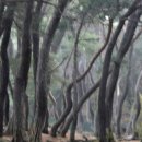 소나무풍경 - 김포시 양곡로373번길 61-26 | 소나무풍경