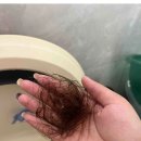 25시플라워 | 여자 탈모 영양제 추천 내돈내산 비오틴 맥주효모 후기 효과