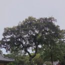 송림사 - 878 | 송림사
