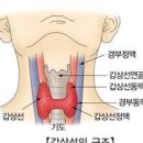 갑상선기능항진증 증상 및 원인갑상선 안병증 이미지