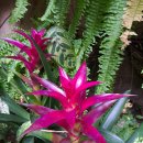 아나나스 이미지