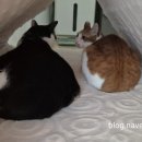 세탁하는날 이미지