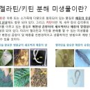 효사모님들중에서 혹시 GCM(젤라틴,키틴 분해 미생물) 농법에 대해서 경험해보신 분들 계시는지요? 이미지