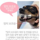 두리애견용품 이미지