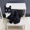 카길퓨리나 | [공지] 국산 고양이 사료 제조원(공장)과 브랜드 w 검색 방법