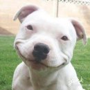 강아지 그리다 이미지