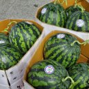 대산청과 | [창원형제청과] 고당도 고령 우곡그린 꿀 수박6~7kg