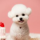 명랑견생 | 강동구 천호 반려견 스튜디오에서 강아지 생일 컨셉 촬영 후기 [모먼트펫 스튜디오]