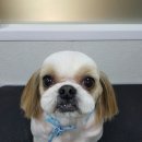 마곡나무 동물병원 이미지