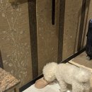 B&B 스크린골프 | 애견동반 여행 가성비 숙소 : 신림 어반호텔골프 신림 직영점 숙박 후기(내돈내산)