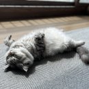 [내돈내산]고양이 생식, 정글키친 생식 급여 1년 후기