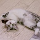 멍멍이냥 이미지