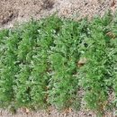 영채농장 이미지