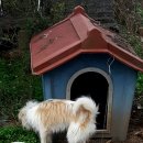 순돌뭐하니 이미지