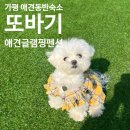 또바기스파글램핑 | [애견 동반 여행] 가평 애견 동반 숙소, 또바기 스파글램핑&amp;펜션 🐶