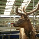 안터사슴농장 이미지