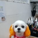 오늘도귀엽개 이미지