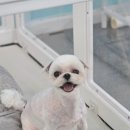 멍보드레 이미지