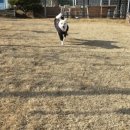 진도애견훈련소 이미지