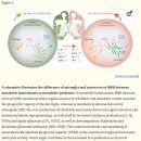 Re: stress response .. neuro-endocrine, neuro-immune 과학의 통시적 탐구!! 이미지