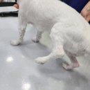 유림동물병원 네이버블로그