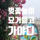 씨유강릉남산한라 | 🌸 2025 벚꽃놀이 필수템! 이거 없이 가면 후회 🌸