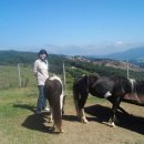 대관령 사파리 목장 이미지