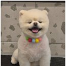 서면애견미용 맘바이 강아지 미용실 이미지