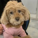 퍼피루미 이미지