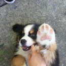 개발바닥 이미지