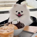 베토벤 | 영종도 애견동반 카페 , 음악카페 베토벤하우스 방문 후기 🎶🎹